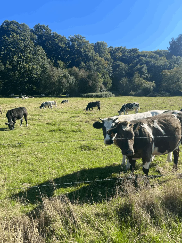 Curious cows looking over a fence in a sunny meadow