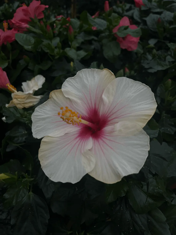 A white hibiscus flower with a pink centre